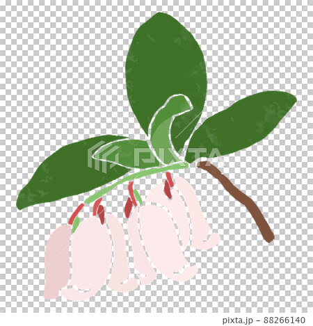 一個簡單的越橘的手繪矢量圖 88266140