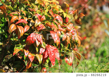 赤から緑色に変化するお多福南天(オタフクナンテン) 赤から緑色に変化するお多福南天(オタフクナンテン) 88266219