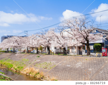 住宅街の桜並木 88266719