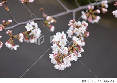 桜 88266723