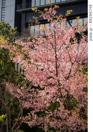 都会の庭で咲くソメイヨシノ 88266748