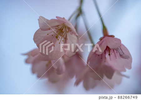 都会の庭で咲くソメイヨシノ 88266749