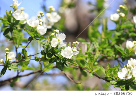 真っ白な利休梅(リキュウバイ)の花とつぼみ 真っ白な利休梅(リキュウバイ)の花とつぼみ 88266750