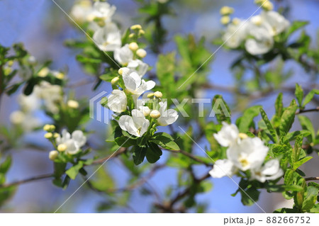 真っ白な利休梅（リキュウバイ）の花とつぼみ 88266752