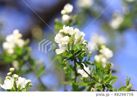 真っ白な利休梅（リキュウバイ）の花とつぼみ 88266756
