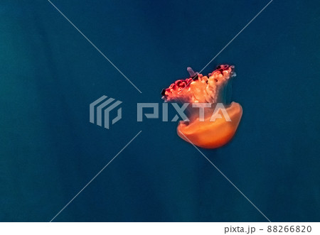 Beautiful, red jellyfish swim alone close-up. Oceanarium, aquarium Beautiful, red jellyfish swim alone close-up. Oceanarium, aquarium 88266820