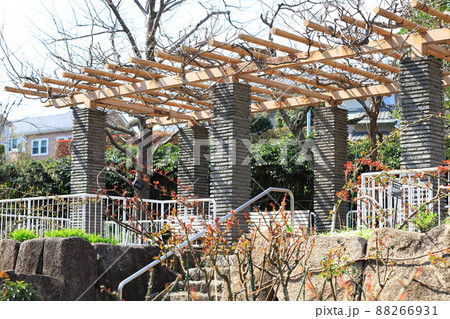 赤塚植物園　バラ園　板橋区赤塚　 88266931