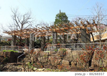 赤塚植物園　バラ園　板橋区赤塚　 88266937