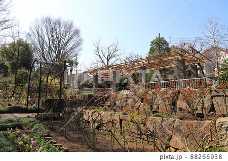 赤塚植物園 バラ園 板橋区赤塚 赤塚植物園 バラ園 板橋区赤塚 88266938
