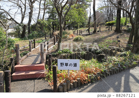赤塚植物園 「野草の道」 板橋区赤塚 赤塚植物園 「野草の道」 板橋区赤塚 88267121
