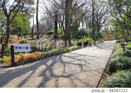 赤塚植物園　「野草の道」　板橋区赤塚　 88267122