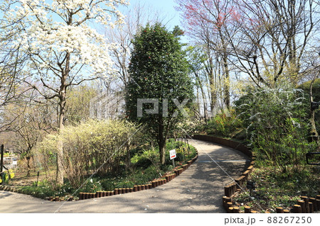 春の赤塚植物園　「四季の道」　板橋区赤塚　 88267250