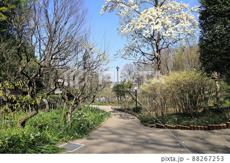春の赤塚植物園　「四季の道」　板橋区赤塚　 88267253
