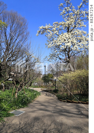 春の赤塚植物園　「四季の道」　板橋区赤塚　 88267254