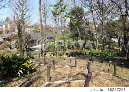 赤塚植物園　ケヤキ広場から見下ろしたウェルカムセンター 88267263