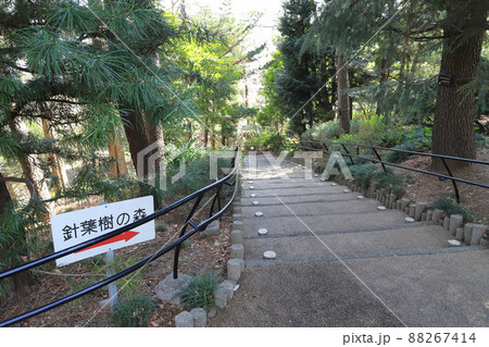 赤塚植物園　「針葉樹の森」　板橋区赤塚　 88267414