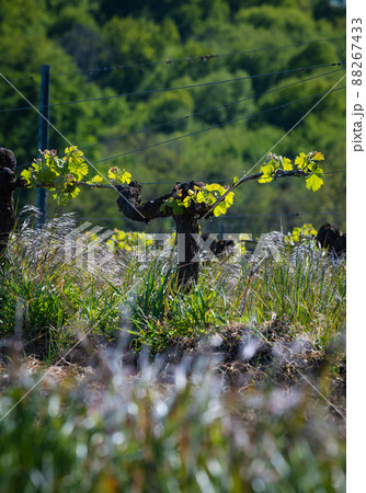 New bug and leaves sprouting at the beginning of spring on a trellised vine growing in bordeaux New bug and leaves sprouting at the beginning of spring on a trellised vine growing in bordeaux 88267433