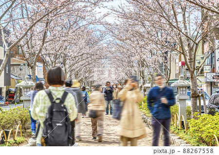 神奈川県の風景 春の鎌倉 神奈川県の風景 春の鎌倉 88267558