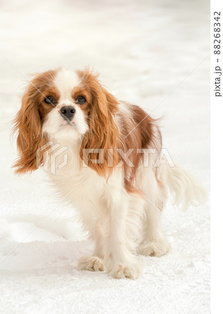Cavalier King Charles Spaniel in a snow Cavalier King Charles Spaniel in a snow 88268342