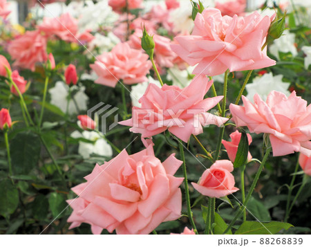 ローズヒルあまがせのバラ プリンセス・アイコ 大分県日田市天瀬町五馬市 ローズヒルあまがせのバラ プリンセス・アイコ 大分県日田市天瀬町五馬市 88268839