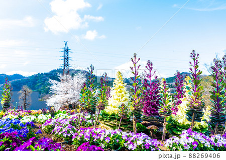 春の花壇　葉牡丹の花　津久井湖城山公園 88269406