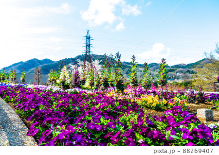 春の花壇　葉牡丹の花　津久井湖城山公園 88269407