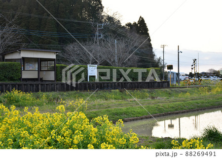 房総を駆ける菜の花ライン いすみ鉄道 房総を駆ける菜の花ライン いすみ鉄道 88269491