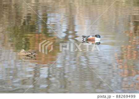 カモのツガイ カモのツガイ 88269499