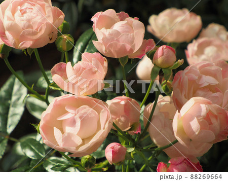 ローズヒルあまがせのバラ　スイート・マザーズデイ　大分県日田市天瀬町五馬市 88269664