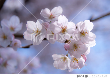 春のイメージ:可憐なサクラの花びらのクローズアップ 春のイメージ:可憐なサクラの花びらのクローズアップ 88269796