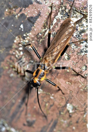 オオアミメカワゲラ　昆虫 88269926