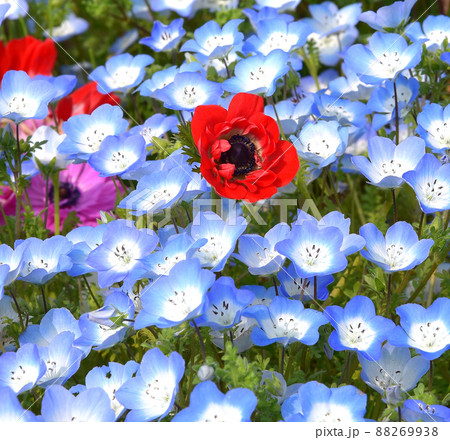 ネモフィラ畑のアネモネ ネモフィラ畑のアネモネ 88269938