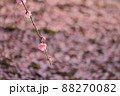 一輪の梅の花と地面に落ちた花びら 88270082