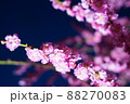 光に照らされた梅の花 88270083