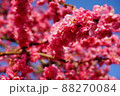 青空と満開の梅の花 88270084
