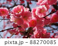 アップの梅の花 88270085