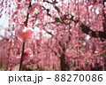 枝垂れ梅 88270086