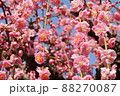 水色の空とピンクの梅の花 88270087