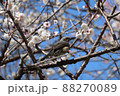 白い梅の花とヒヨドリ 88270089