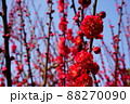 水色の空と赤い梅の花 88270090
