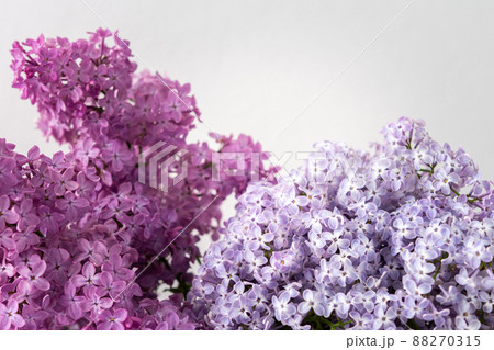 Bouquet of lilac close up Bouquet of lilac close up 88270315