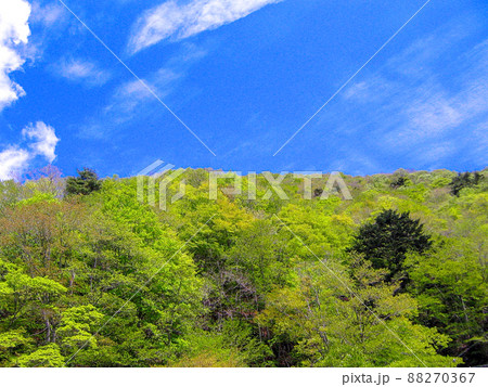 青空と新緑 88270367