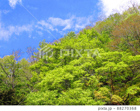 青空と新緑 青空と新緑 88270368
