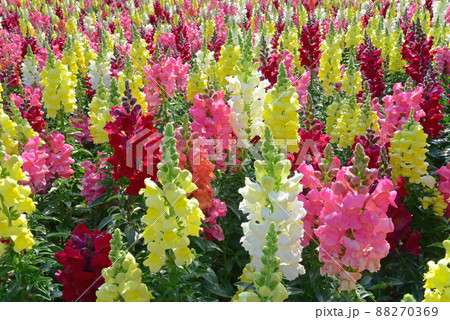 満開の金魚草　春爛漫 88270369