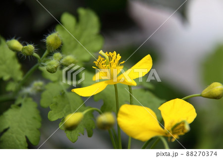 クサノオウ クサノオウ 88270374