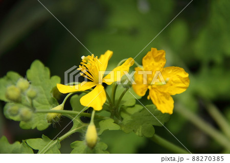 クサノオウ 88270385