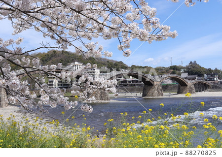 桜と菜の花と錦帯橋 88270825