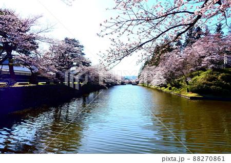満開の桜と赤い橋　松が岬公園 88270861