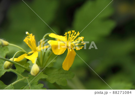 クサノオウ クサノオウ 88271084