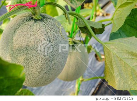 Green melon or cantaloupe plants growing in greenhouse garden. Green melon or cantaloupe plants growing in greenhouse garden. 88271218